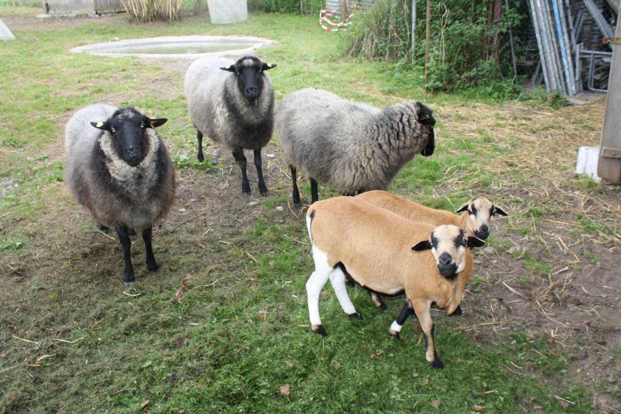 Landpension Zum Schweizerberg Neugrimnitz Dış mekan fotoğraf